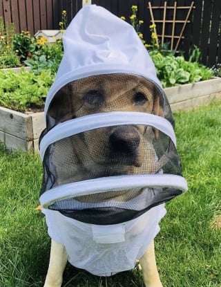 Illustration de l'article : Grâce à leur incroyable flair, des chiens apiculteurs sauvent des milliers d’abeilles chaque année (vidéo)