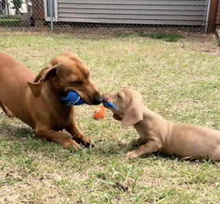 Illustration de l'article : Ce Teckel déborde de joie et d’amour en rencontrant pour la première fois sa nouvelle sœur chiot (vidéo)