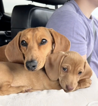 Illustration de l'article : Ce Teckel déborde de joie et d’amour en rencontrant pour la première fois sa nouvelle sœur chiot (vidéo)