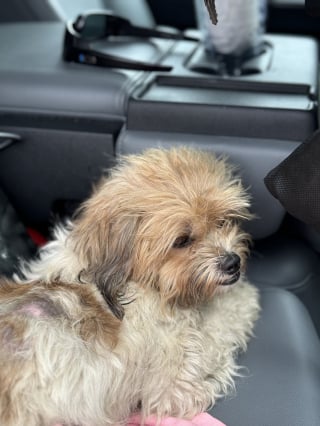 Illustration de l'article : Cette chienne coincée dans un arbre au-dessus de l'eau est désormais sûre d'avoir un foyer aimant grâce à la vigilance d'une famille