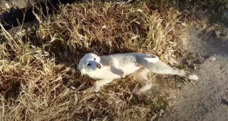 Illustration de l'article : En suivant un joggeur, ce chiot abandonné dans la nature obtient la seconde chance dont il a toujours rêvé (vidéo)