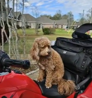 Illustration de l'article : Une femme prend son chien à moto et s’évade régulièrement pour surmonter la perte de son mari