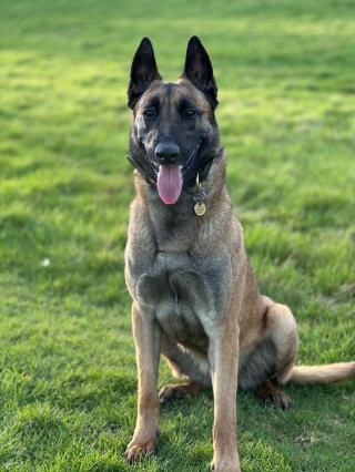 Illustration de l'article : Une chienne négligée et abandonnée sous la pluie prend une belle revanche sur le sort en intégrant la police