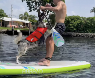 Illustration de l'article : Un homme emmène ses Huskies faire du paddle board et provoque un joyeux chaos dans l'eau (vidéo)