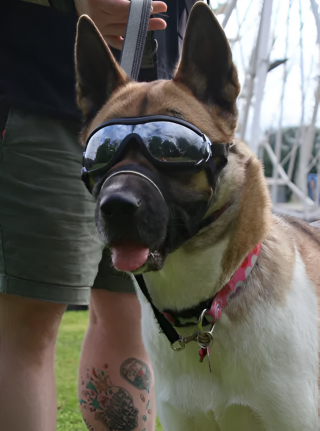 Illustration de l'article : Cet homme revenant de loin raconte comment sa chienne devant porter des lunettes lui a sauvé la vie lorsqu'il était au creux de la vague