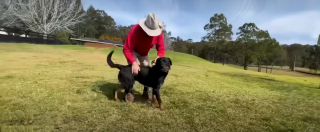 Illustration de l'article : Ce Rottweiler incompris et traînant l'étiquette de chien agressif n'a connu qu'abandons et déceptions jusqu'à sa rencontre avec la famille parfaite