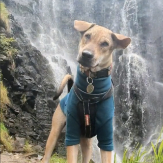 Illustration de l'article : Un chiot errant que l’on pensait condamné connaît une métamorphose miraculeuse après avoir trouvé un foyer aimant à l’autre bout du monde (vidéo)