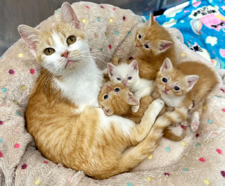 Illustration de l'article : Une femme charmée par une chatte et ses nouveau-nés au refuge promet de revenir les chercher pour leur offrir une vie meilleure