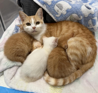 Illustration de l'article : Une femme charmée par une chatte et ses nouveau-nés au refuge promet de revenir les chercher pour leur offrir une vie meilleure