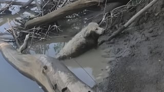 Illustration de l'article : Un canoéiste se mue en héros en apercevant une chienne coincée sous un tronc d'arbre et pataugeant dans la boue