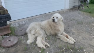 Illustration de l'article : Un canoéiste se mue en héros en apercevant une chienne coincée sous un tronc d'arbre et pataugeant dans la boue