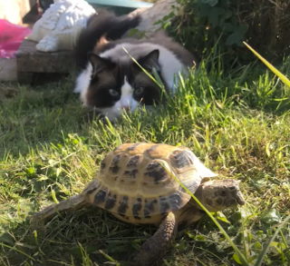 Illustration de l'article : En adoptant un chat, elle n’imaginait pas que sa tortue âgée s’épanouirait à nouveau (vidéo) 