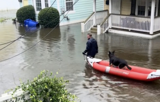 Illustration de l'article : Un maître dévoué brave l’inondation pour permettre à son chien de faire ses besoins sur la terre ferme (vidéo)