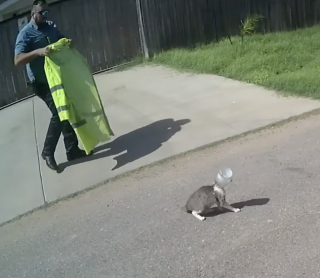 Illustration de l'article : De généreux policiers se démènent sous une chaleur étouffante pour sauver un chat qui s’est coincé la tête dans un bocal (vidéo)