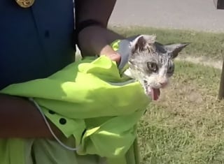 Illustration de l'article : De généreux policiers se démènent sous une chaleur étouffante pour sauver un chat qui s’est coincé la tête dans un bocal (vidéo)