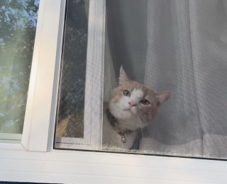 Illustration de l'article : Ce chat est tellement bavard qu’il donne l’impression de tenir une conversation avec sa maman (vidéo)