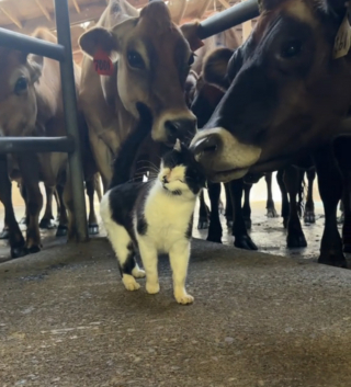 Illustration de l'article : Cette chatte de ferme n'est jamais aussi heureuse que lorsqu'elle est entourée de ses amies les vaches (vidéo)