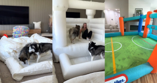 Illustration de l'article : La maîtresse de 2 Huskies transforme sa maison en aire de jeux pour leur permettre de s'amuser au frais (vidéo)