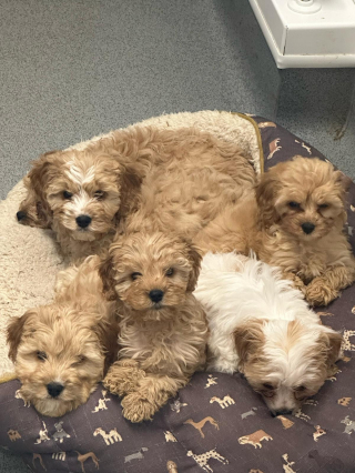 Illustration de l'article : 24 chiots découverts enfermés dans des boîtes à l'intérieur d'un camion trouvent la famille de leurs rêves et savourent leur nouvelle vie