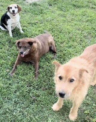 Illustration de l'article : Livrés à eux-mêmes après le décès de leur maîtresse, 3 chiens âgés trouve un nouveau foyer chez une voisine au grand cœur (vidéo)