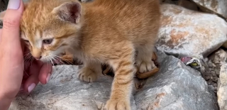 Illustration de l'article : Un chaton errant rencontre des touristes étrangers qui décident de lui offrir la vie heureuse qu'il mérite à 2000 km de là