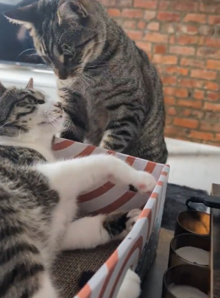 Illustration de l'article : La rancœur palpable de 3 chats envers leur maîtresse après avoir passé du temps à la garderie (vidéo)