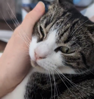 Illustration de l'article : La rancœur palpable de 3 chats envers leur maîtresse après avoir passé du temps à la garderie (vidéo)