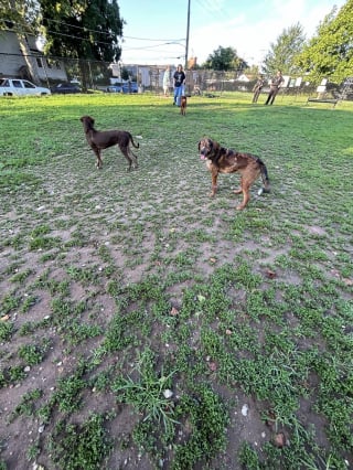 Illustration de l'article : Abandonnés dans un parc après avoir été retirés de leur maîtresse, 6 chiens secourus espèrent trouver une famille pour la vie