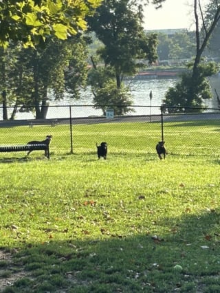 Illustration de l'article : Abandonnés dans un parc après avoir été retirés de leur maîtresse, 6 chiens secourus espèrent trouver une famille pour la vie