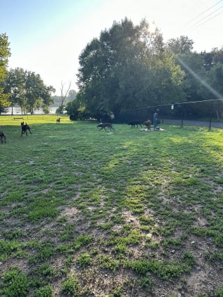 Illustration de l'article : Abandonnés dans un parc après avoir été retirés de leur maîtresse, 6 chiens secourus espèrent trouver une famille pour la vie