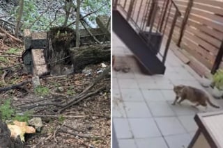 Illustration de l'article : Abandonné près d’une voie de métro, un chat traumatisé retrouve enfin le bonheur grâce à la ténacité de 2 sauveteuses (vidéo)