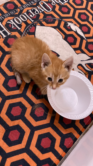 Illustration de l'article : Un chaton errant surprend un travailleur de nuit en s'accrochant à son pantalon et "l'élu" comprend qu'il n'a pas d'autre choix que de le recueillir (vidéo)