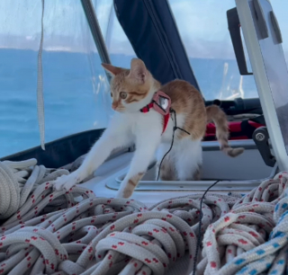 Illustration de l'article : Madeline, la chatte vivant sur un bateau avec son chien en peluche, fête le premier anniversaire de son adoption (vidéo)