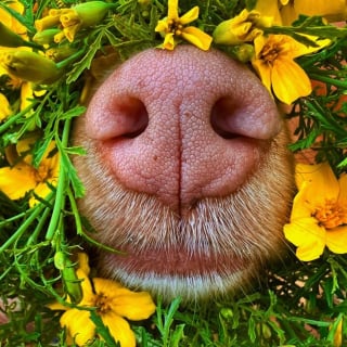 Illustration de l'article : 16 photos de l'adorable truffe de Milo, le chien amoureux des fleurs et des papillons