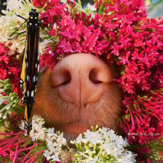 Illustration de l'article : 16 photos de l'adorable truffe de Milo, le chien amoureux des fleurs et des papillons