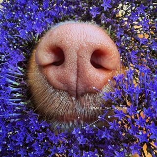 Illustration de l'article : 16 photos de l'adorable truffe de Milo, le chien amoureux des fleurs et des papillons