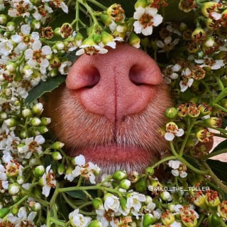 Illustration de l'article : 16 photos de l'adorable truffe de Milo, le chien amoureux des fleurs et des papillons