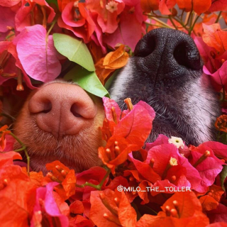 Illustration de l'article : 16 photos de l'adorable truffe de Milo, le chien amoureux des fleurs et des papillons