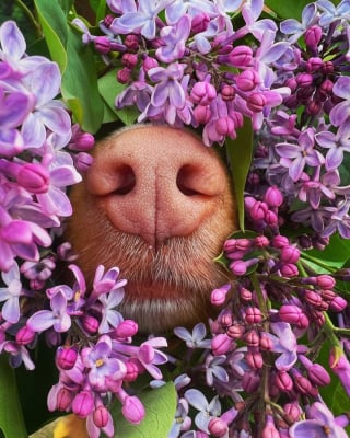 Illustration de l'article : 16 photos de l'adorable truffe de Milo, le chien amoureux des fleurs et des papillons