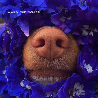 Illustration de l'article : 16 photos de l'adorable truffe de Milo, le chien amoureux des fleurs et des papillons