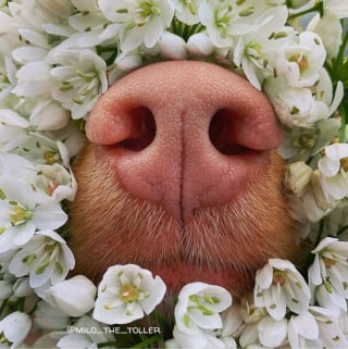 Illustration de l'article : 16 photos de l'adorable truffe de Milo, le chien amoureux des fleurs et des papillons