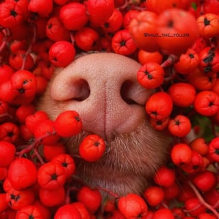 Illustration de l'article : 16 photos de l'adorable truffe de Milo, le chien amoureux des fleurs et des papillons