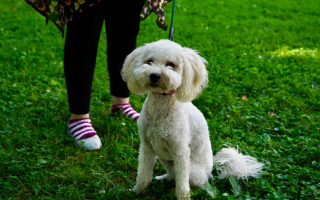 Illustration de l'article : L'histoire rocambolesque d'un chien volé, puis repéré dans un autre pays après l’interpellation d’un homme à un feu rouge