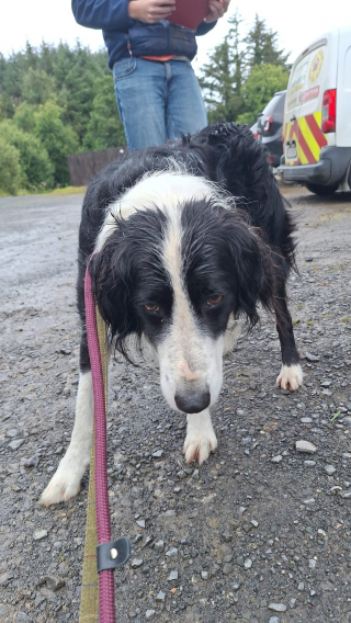 Illustration de l'article : Perdu à cause d'un orage, un Border Collie retrouve sa famille après avoir parcouru 33 kilomètres