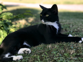 Illustration de l'article : Le portrait du chat décédé d'un artiste réapparaît après une fausse alerte au vol lors d'une exposition