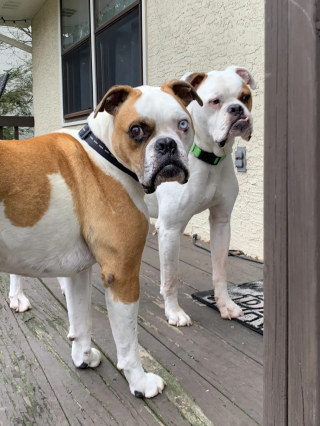 Illustration de l'article : Un chien et son père aveugle qui erraient sous la pluie peuvent désormais prétendre à un nouveau départ après avoir frappé à la bonne porte