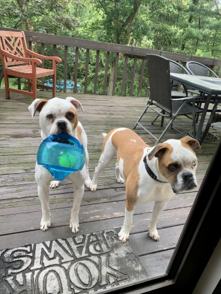 Illustration de l'article : Un chien et son père aveugle qui erraient sous la pluie peuvent désormais prétendre à un nouveau départ après avoir frappé à la bonne porte