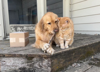 Illustration de l'article : Un chat sauvé d’une maison surpeuplée développe un lien unique avec ses 2 frères canins et intègre volontiers leur petite meute (vidéo)