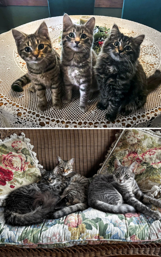 Illustration de l'article : 20 photos inspirantes et pleines d'espoir de chats complètement transformés par l'adoption