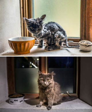 Illustration de l'article : 20 photos inspirantes et pleines d'espoir de chats complètement transformés par l'adoption